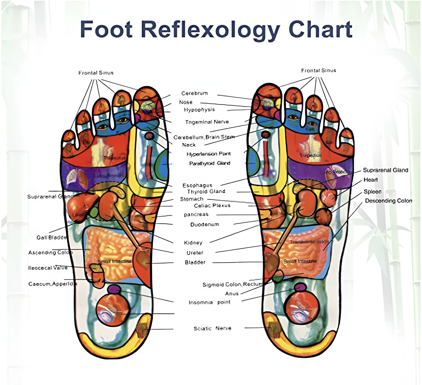 Detox Foot Patches (10-Pack) - Overnight Refresh + Fast Shipping